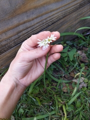 Nothoscordum bivalve image