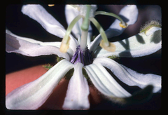 Passiflora palmeri