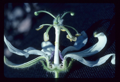 Passiflora palmeri, photograph (c) Douglas Goldman, some rights reserved (CC BY-SA)