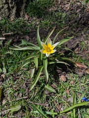 Tulipa urumiensis