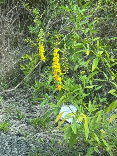 Crotalaria trichotoma, 2026-06-25