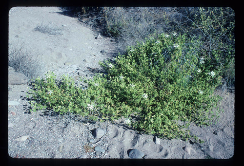 Passiflora palmeri, photograph 1