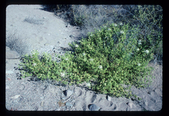 Passiflora palmeri, photograph (c) Douglas Goldman, some rights reserved (CC BY-SA)