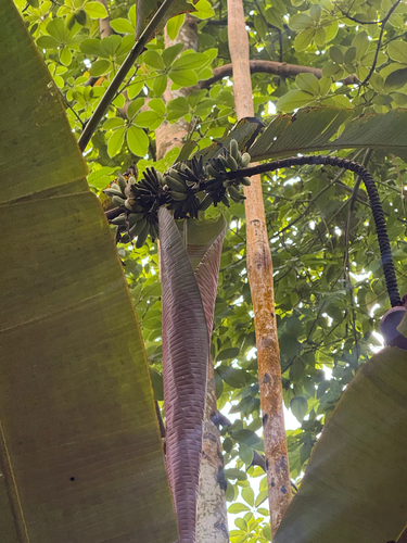 Musa acuminata observed 2026-06-24