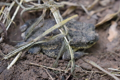 Rhinella major