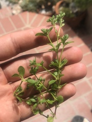 Polycarpon tetraphyllum tetraphyllum