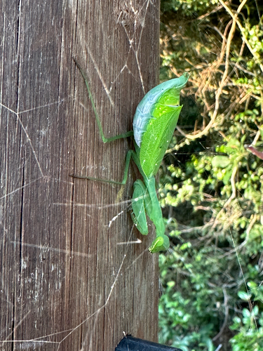 Taumantis sigiana