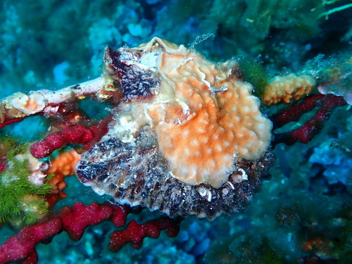 Dendostrea folium observed 2026-07-05