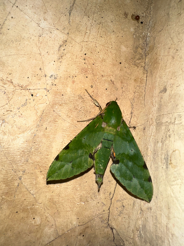 Euchloron megaera