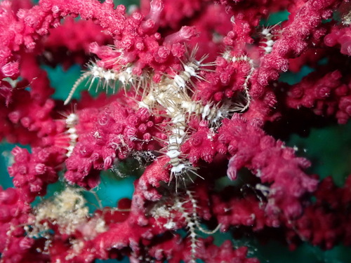 Ophiacantha observed 2026-07-05