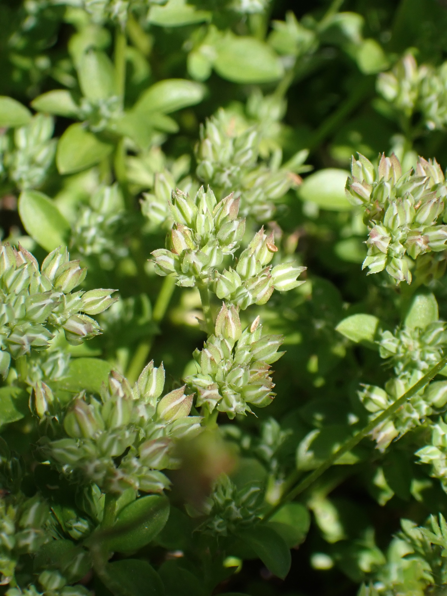 Polycarpon tetraphyllum ssp. tetraphyllum