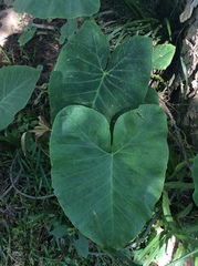 Bergenia crassifolia