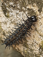 Acraea horta