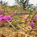 Allium aaseae - Photo (c) Micah Lauer, μερικά δικαιώματα διατηρούνται (CC BY-NC), uploaded by Micah Lauer