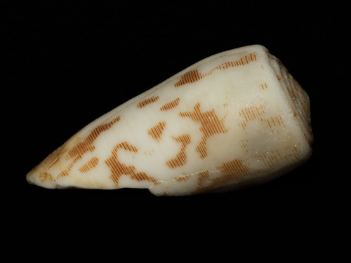 Conus striatus observed 2025-08-09