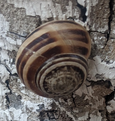 Chocolate-band Snail