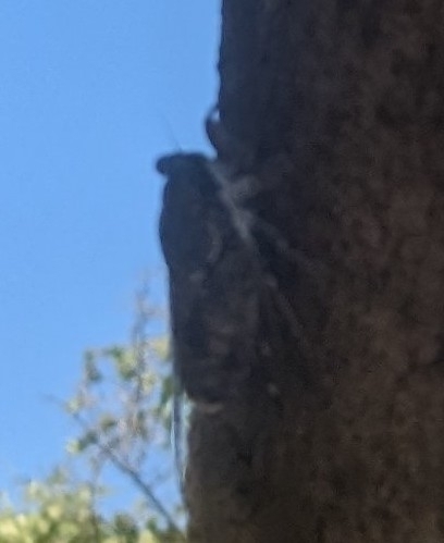 Ash Cicada