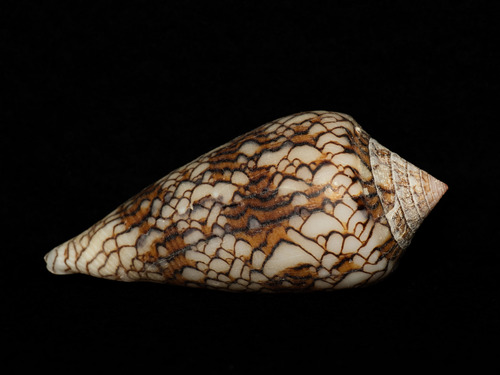 Conus textile observed 2025-02-10