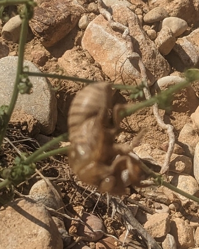 Common Cicada