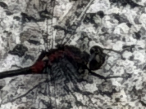 iNaturalist observation photo of Crimson-ringed Whiteface