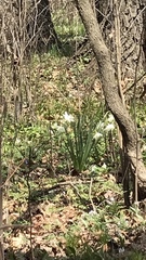 Narcissus poeticus