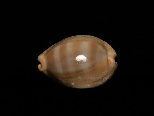 Cypraea sulcidentata observed 2025-02-11