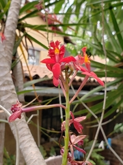 Epidendrum × obrienianum