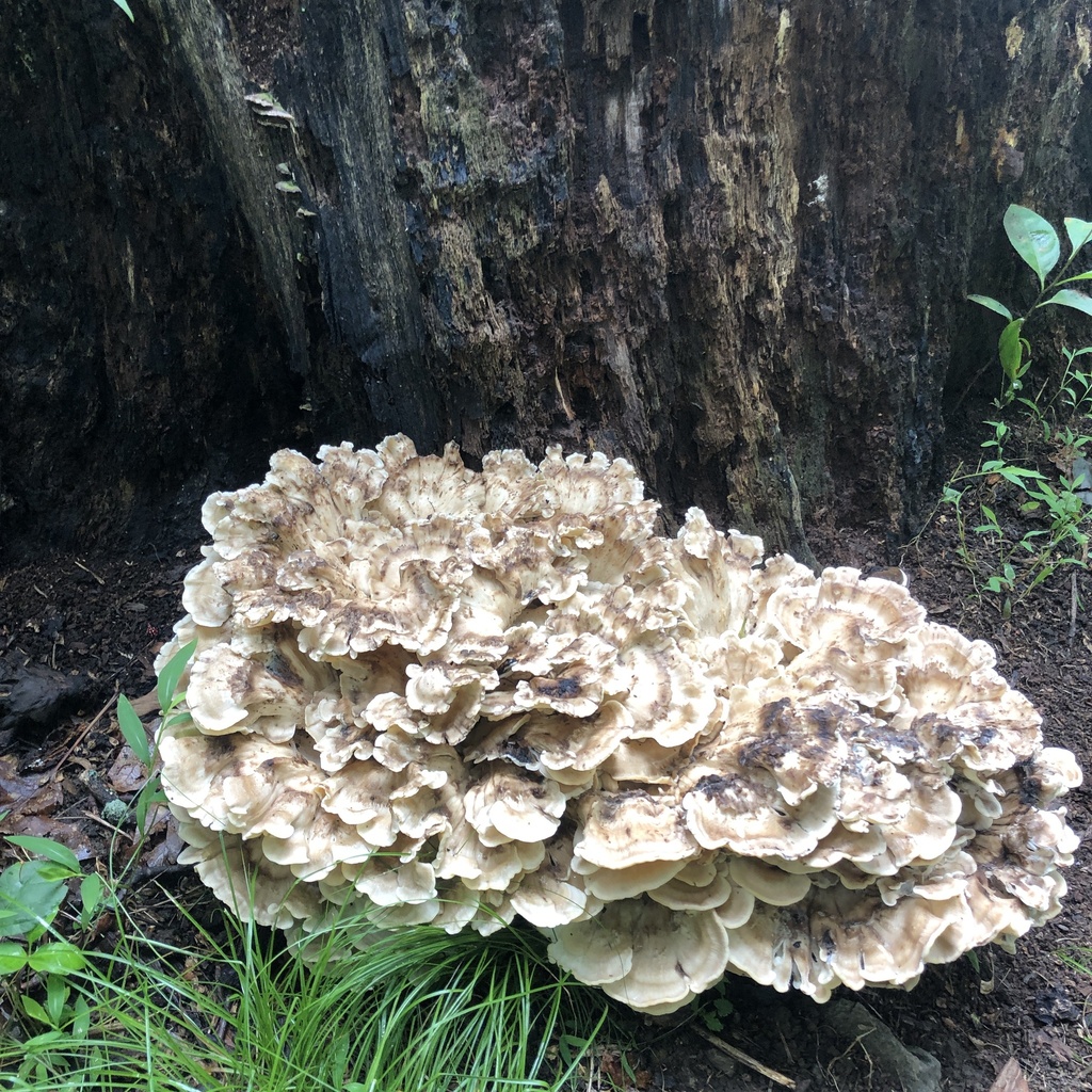 Black-staining Polypore · July 2026 · photo: Photo: (c) Andrew Conboy, some rights reserved (CC BY) · iNaturalist