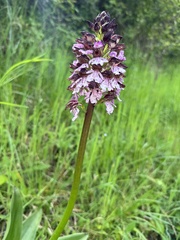 Orchis purpurea