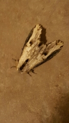 Truncaptera mirabilis