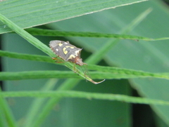 Oebalus poecilus