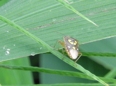 Oebalus poecilus