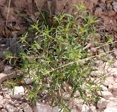 Oenothera serrulata