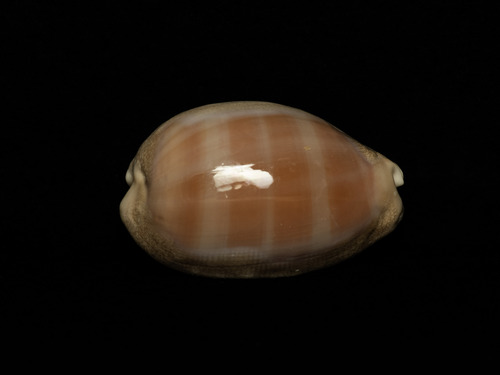 Lyncina leviathan observed 2025-02-10
