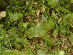 Pedinophyllum interruptum