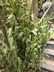 Epidendrum × obrienianum