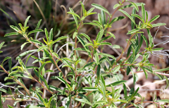 Oenothera serrulata