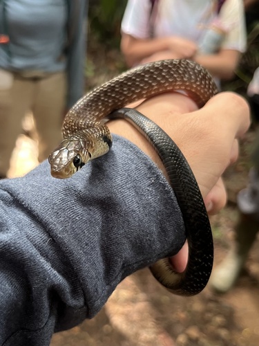Central American Indigo Snake