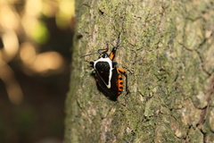 Ramosiana insignis