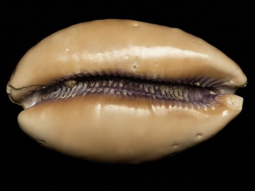 Cypraea leviathan, 2025-03-05