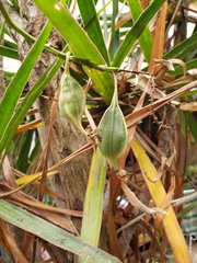 Epidendrum × obrienianum