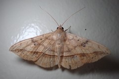 Anticarsia irrorata
