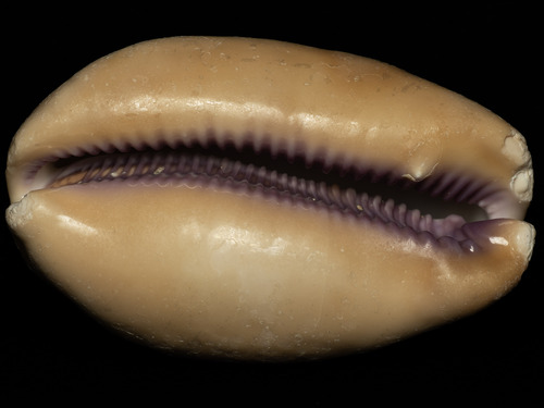Cypraea leviathan, 2025-03-15