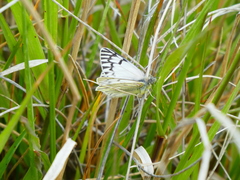Tatochila mercedis fueguensis