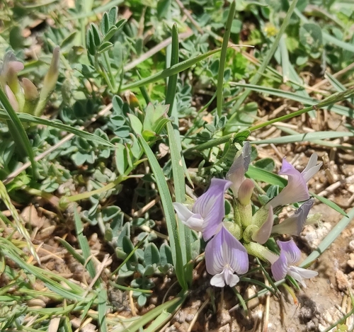 Tibet Milkvetch