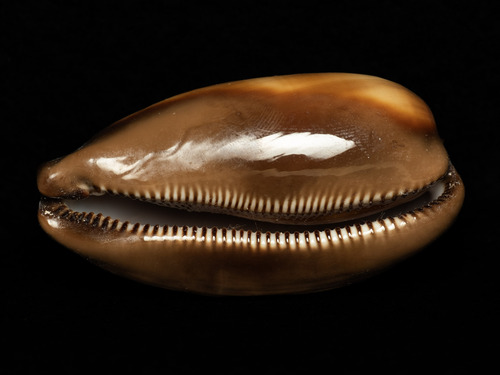 Cypraea talpa observed 2026-07-06