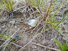 Tatochila mercedis fueguensis