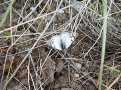 Tatochila mercedis fueguensis