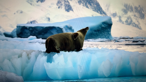 Lobodon, 2026-07-07