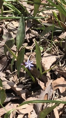Scilla bifolia